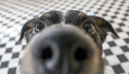 Playful dog face, black white and brown, with nose close to the camera lens, focus on face